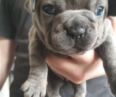 French bulldog puppies