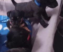 Patterdale pups for sale work or pet - 1