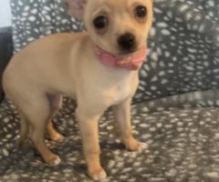 11 week old female chihuahua - 1